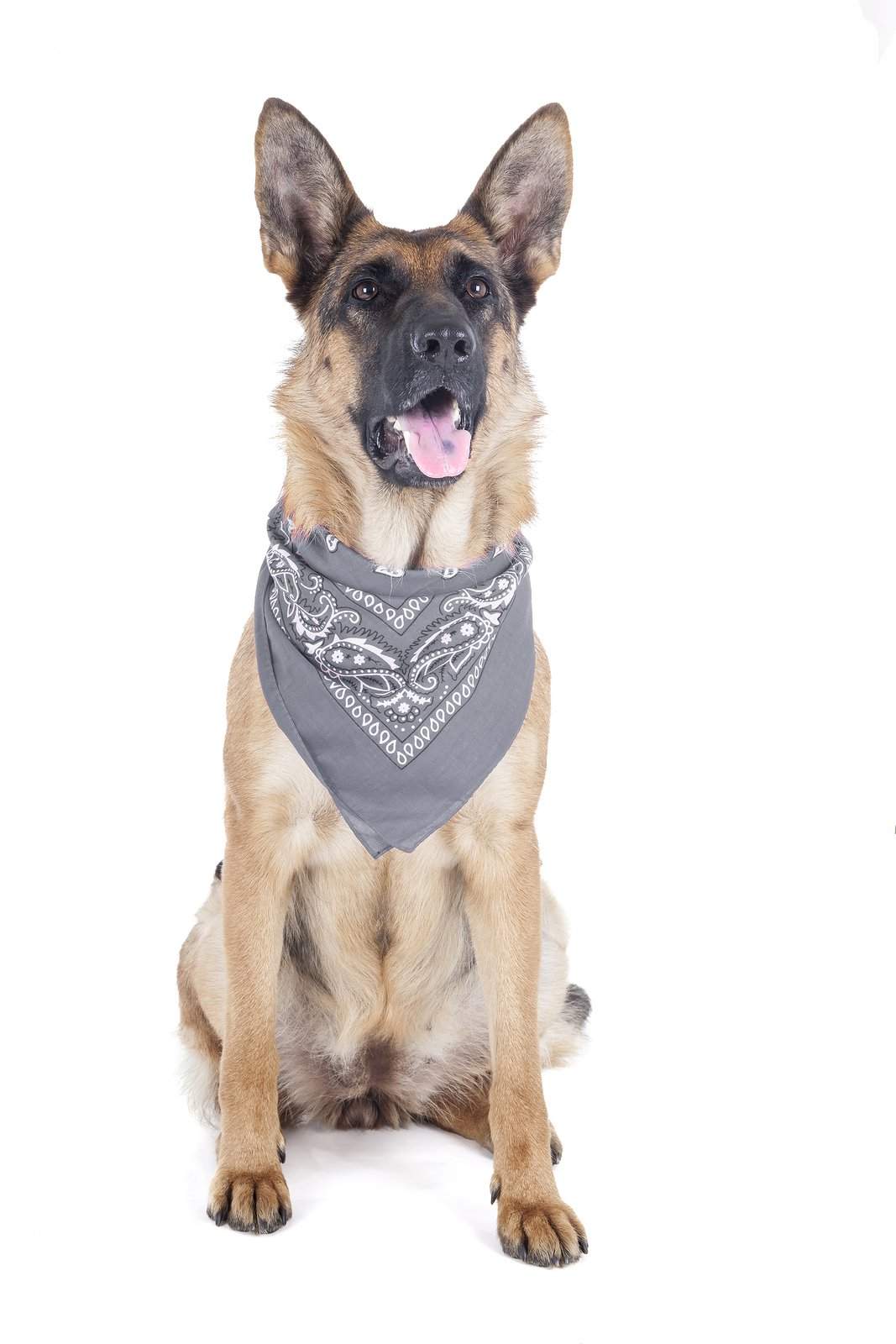 2 Pack Paisley Polyester Pets Dogs Bandana Triangle Shape - Oversized