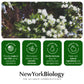 New York Biology Tea Tree Oil Foot Cream for Dry Cracked Feet, Athletes Foot, Nail Fungus, Jock Itch, Ringworm, Cracked Heels and Itchy Skin - Foot Cream - 8 oz Tea Tree - 8.00 Ounce (Pack of 1) 8.00 Ounce (Pack of 1)