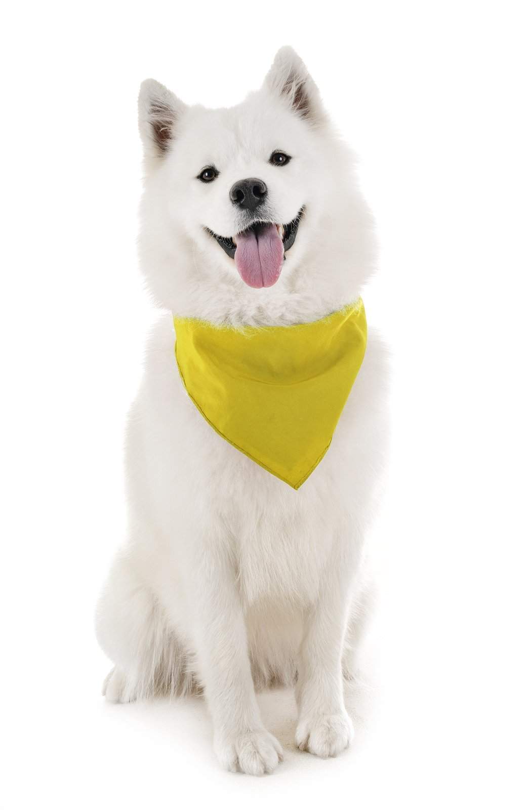2 Pack Qraftsy Dog Cotton Bandana Scarf Triangle Bibs for Any Size Puppies, Dogs and Cats