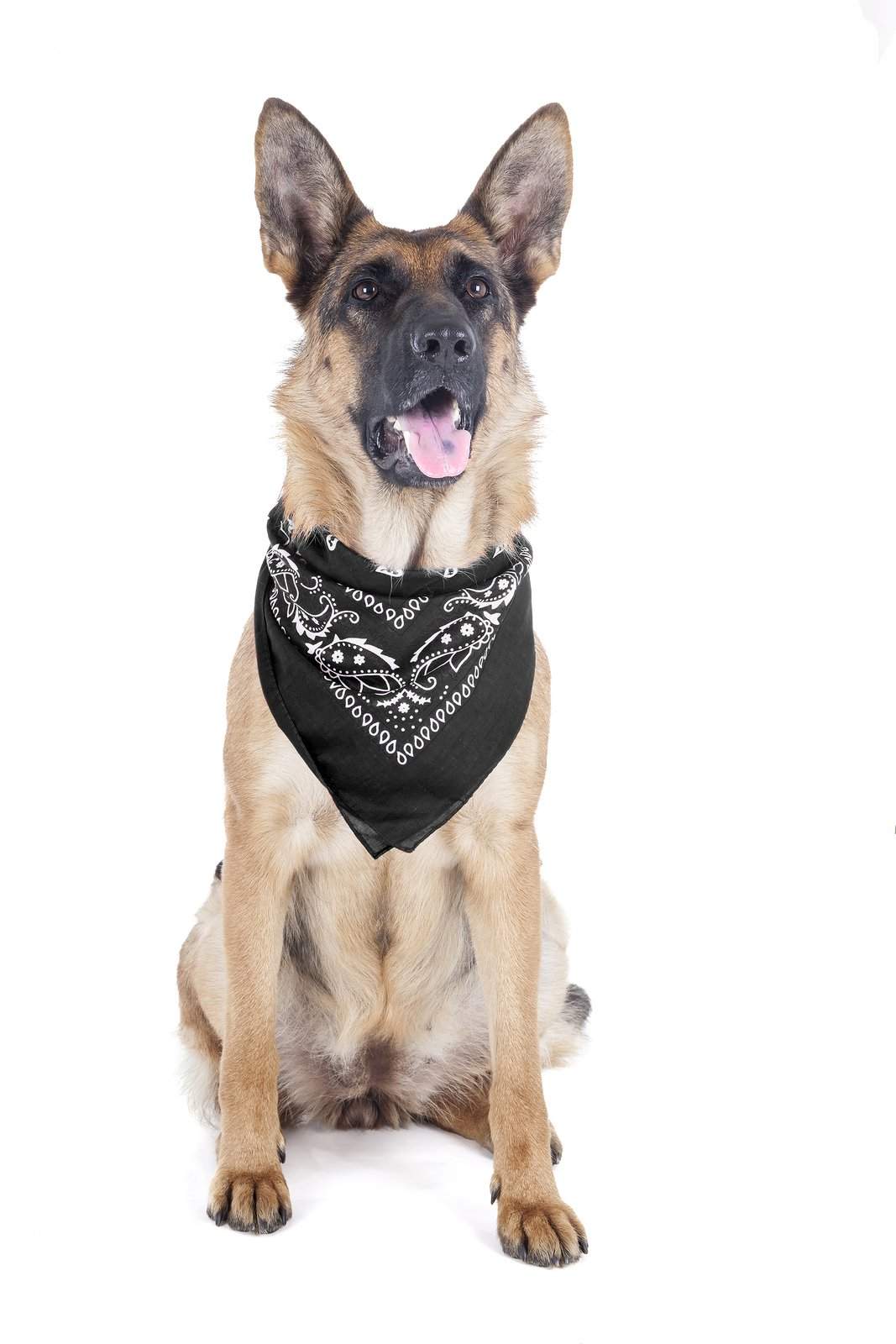 2 Pack Paisley Polyester Pets Dogs Bandana Triangle Shape  - Oversized