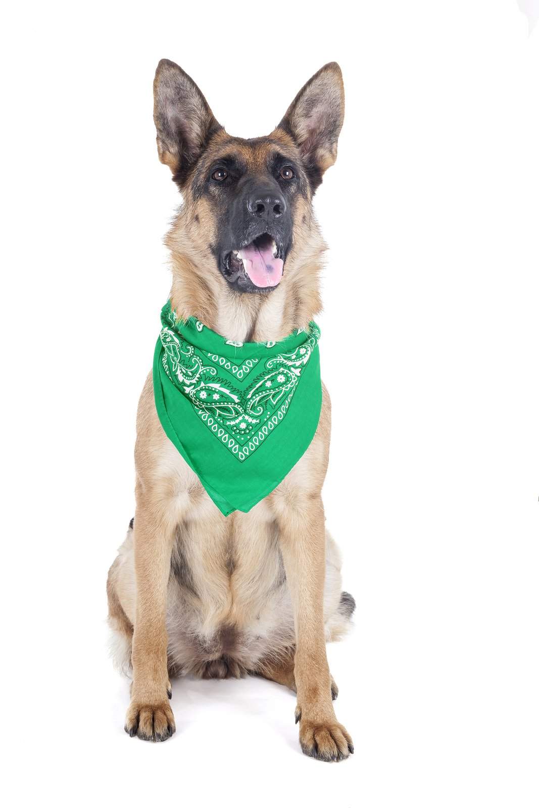 2 Pack Paisley Polyester Pets Dogs Bandana Triangle Shape  - Oversized