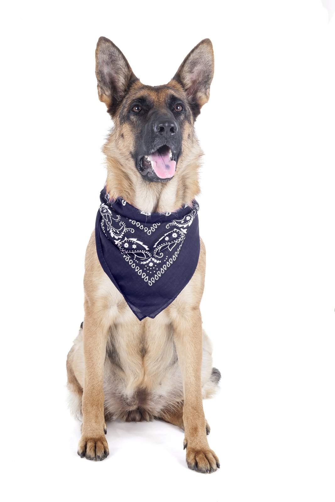 2 Pack Paisley Polyester Pets Dogs Bandana Triangle Shape  - Oversized