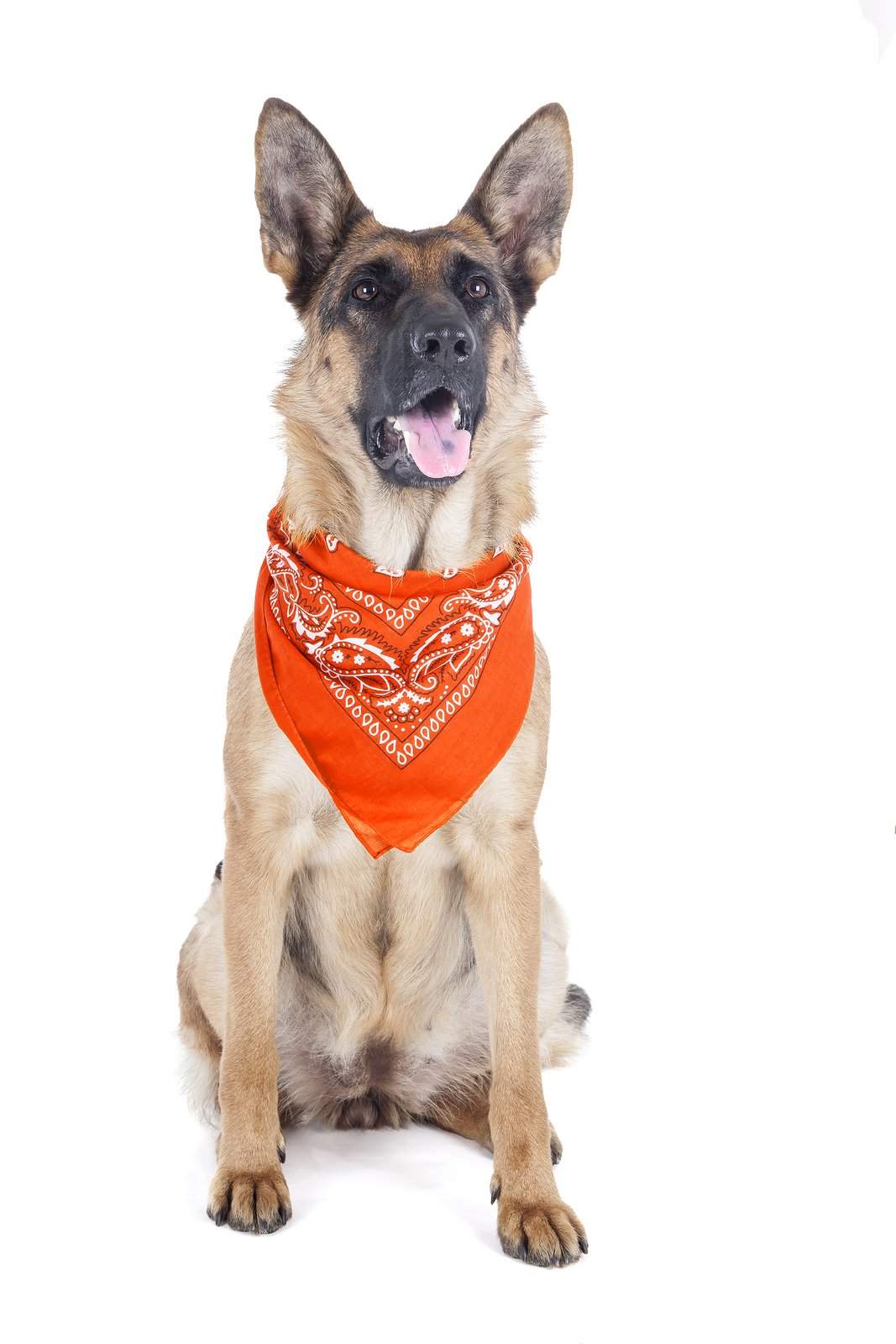 2 Pack Paisley Polyester Pets Dogs Bandana Triangle Shape  - Oversized