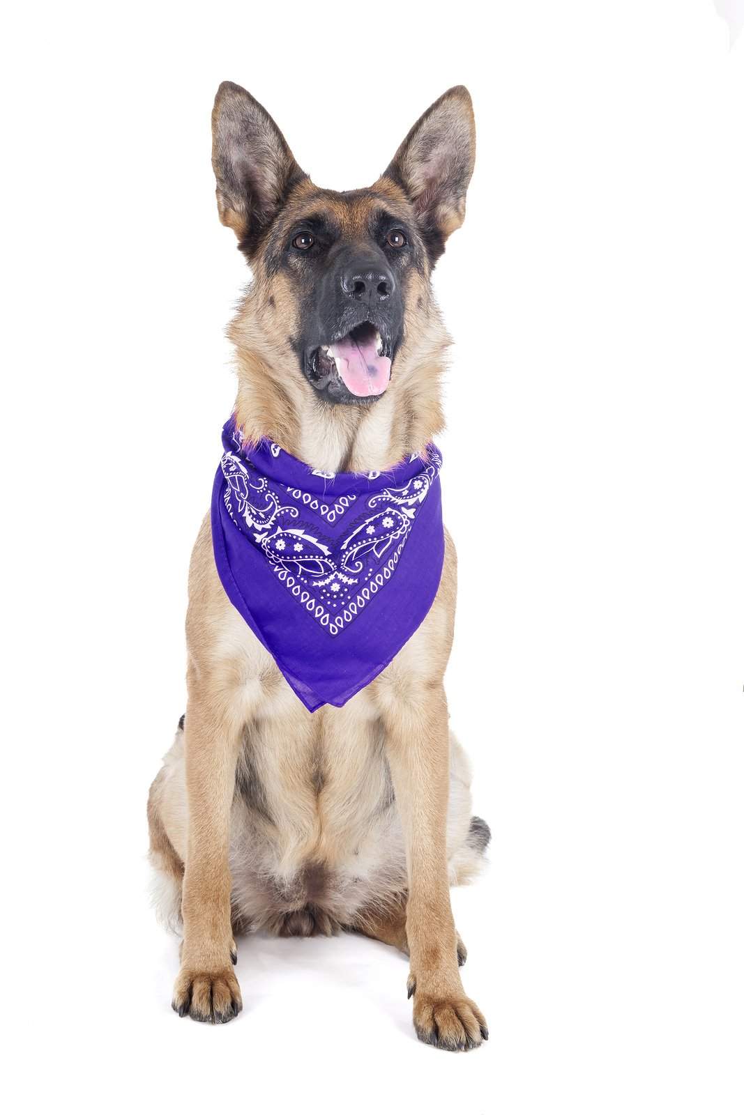 2 Pack Paisley Polyester Pets Dogs Bandana Triangle Shape  - Oversized