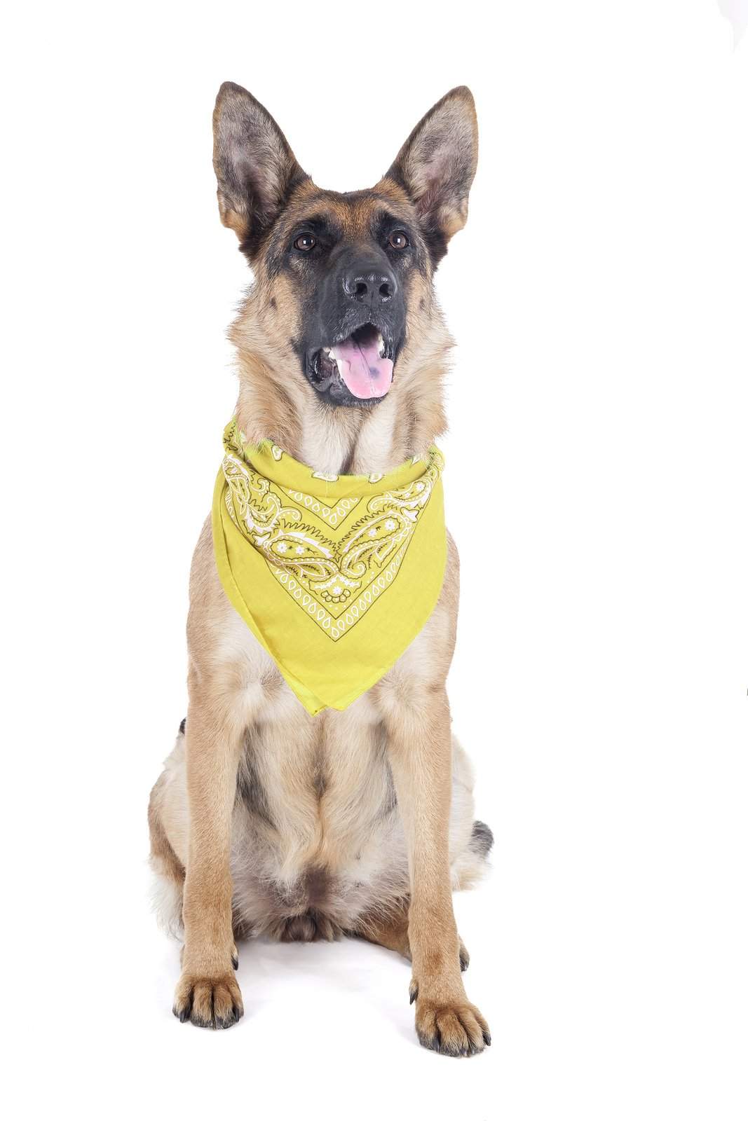 2 Pack Paisley Polyester Pets Dogs Bandana Triangle Shape  - Oversized