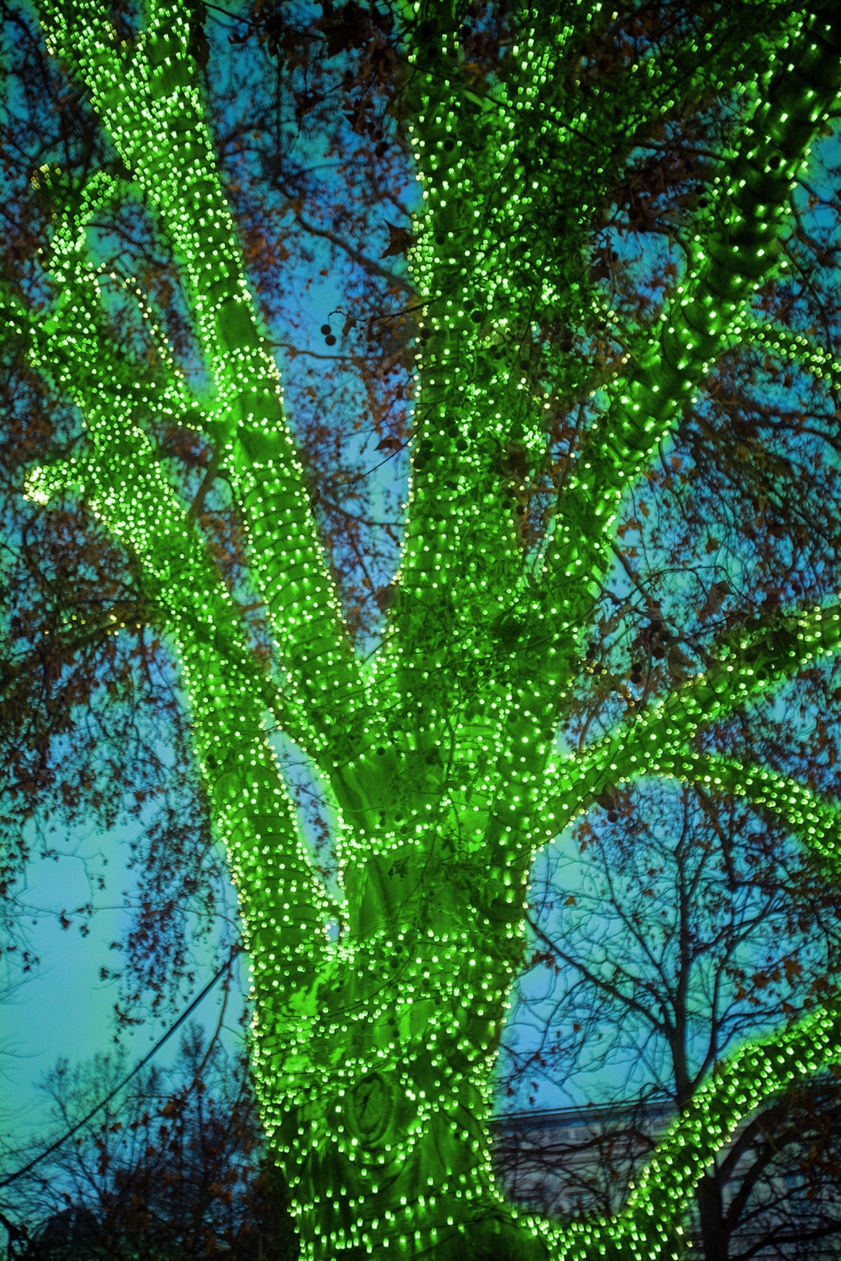 4 pack - 5mm - 100 ct - Green LED - 4" spacing - Green wire - 33 ft long