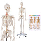 Medical School Human Anatomy Class Life-size Skeleton Model