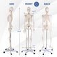 Medical School Human Anatomy Class Life-size Skeleton Model