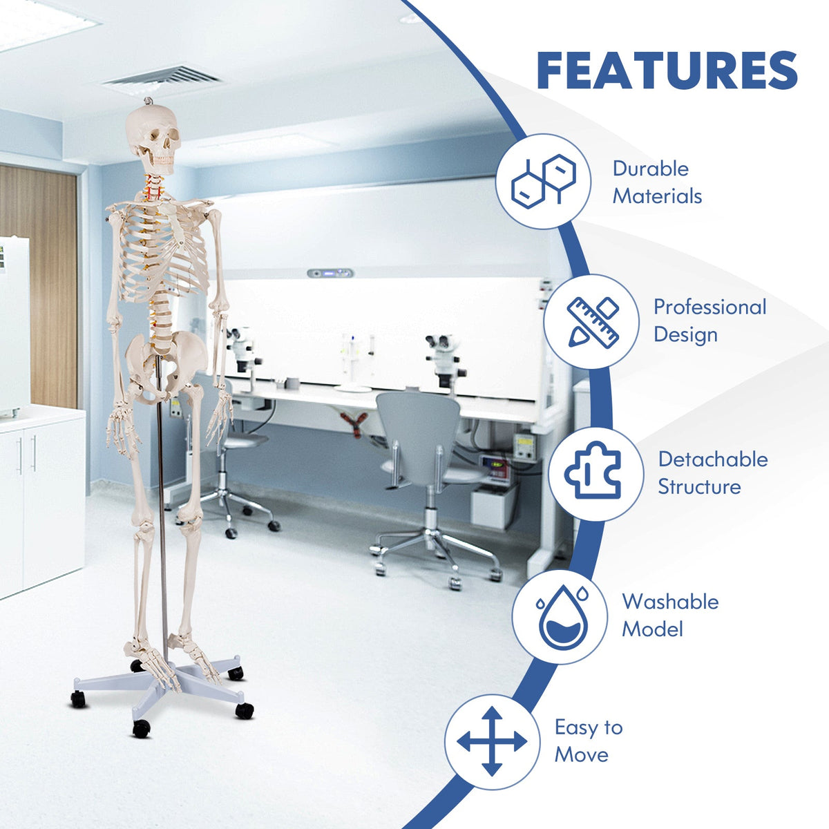Medical School Human Anatomy Class Life-size Skeleton Model